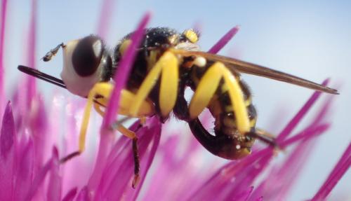 Dalmannia aculeata